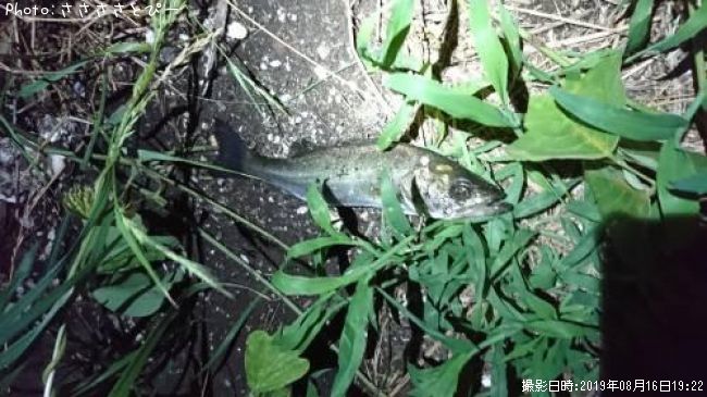 �����Х��������