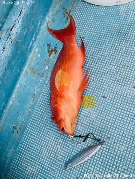 �ʥ����塼�ߡ��Х��ڥ������Х�ϥ���