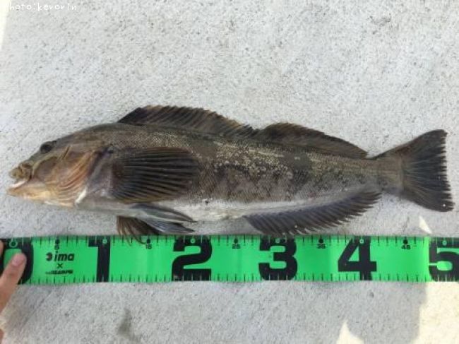 �����ʥ�