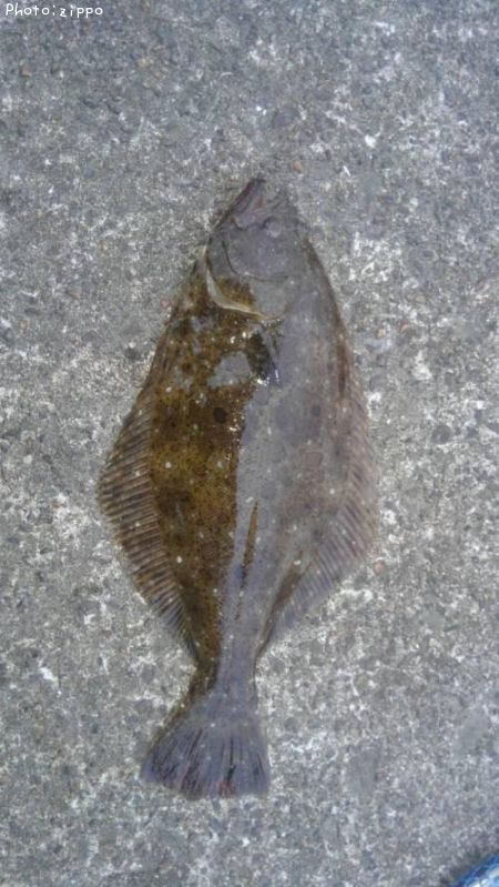 �ҥ��ʥ�����