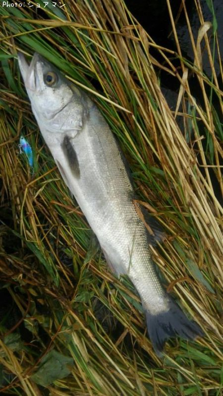 �����Х�