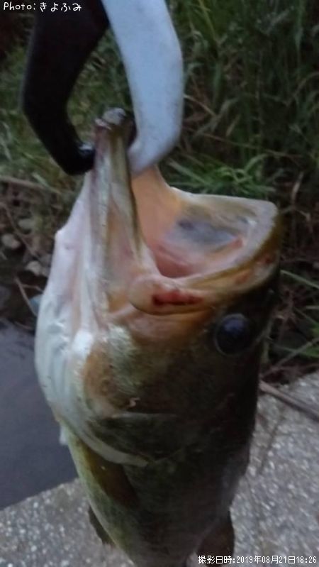 �֥�å��Х�