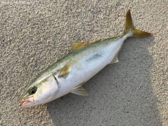 �參���ʡ�