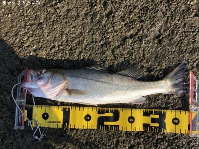 �����Х�