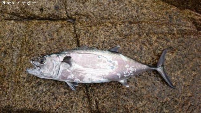 �����ޥ���