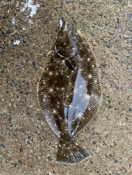 �ҥ��ʥ�����