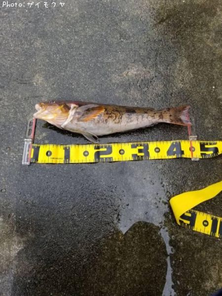 �����ʥ�