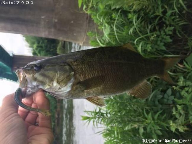 ���⡼��ޥ����Х�