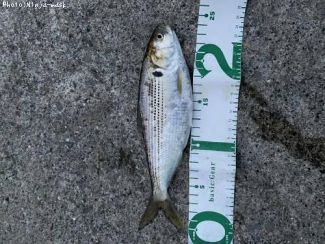 ���Υ���