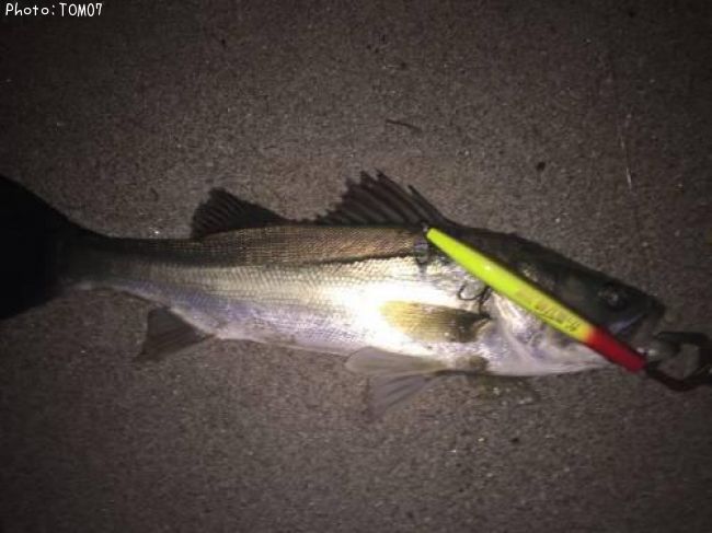 �����Х�