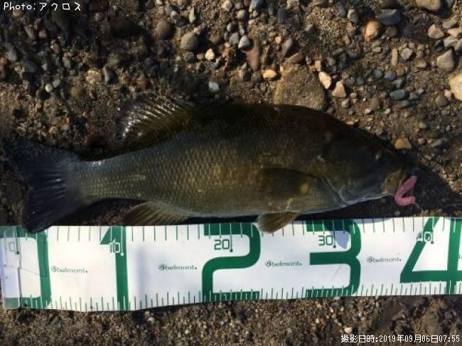 ���⡼��ޥ����Х�