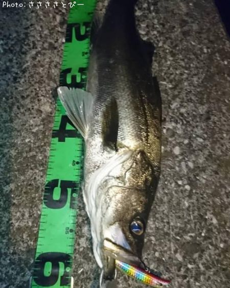 �����Х�