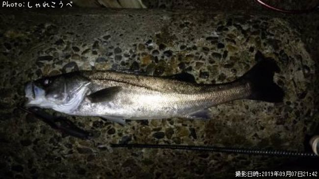 �����Х�