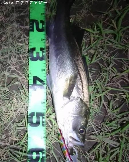 �����Х�