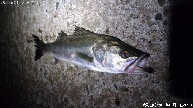 �����Х�