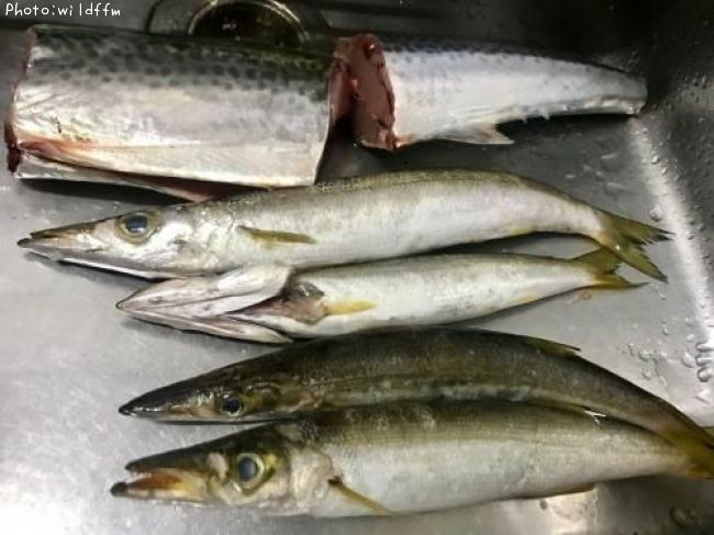 ���ޥ���������