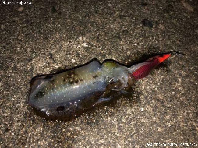 �����ꥤ��