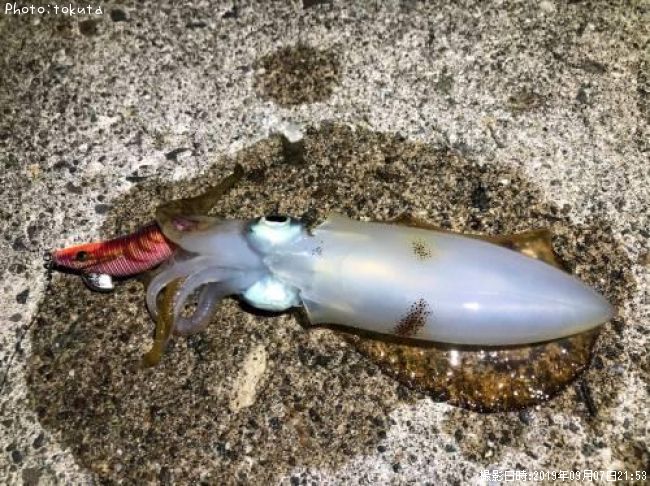 �����ꥤ��