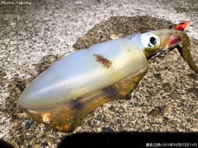 �����ꥤ��