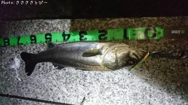 �����Х�