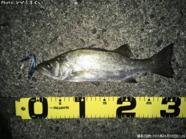 �����Х��ʥҥ饻������