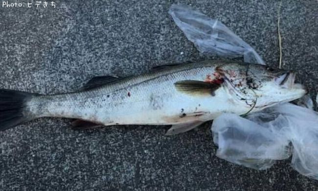 �����Х�