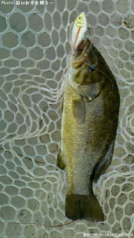 ���⡼��ޥ���