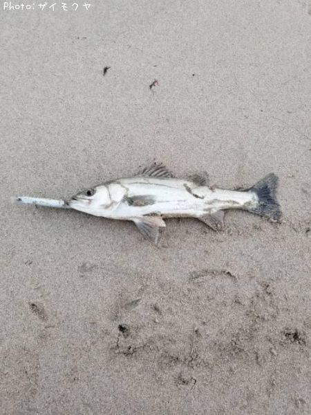 �����Х�