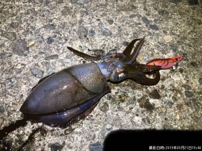 �����ꥤ��