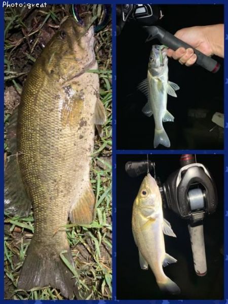 ���⡼��ޥ����Х�