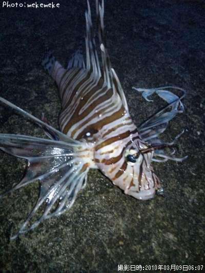 �ߥΥ�����