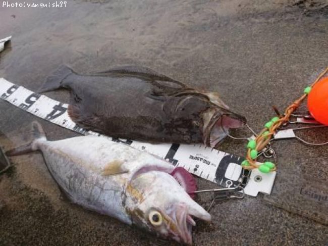 �ҥ������祴