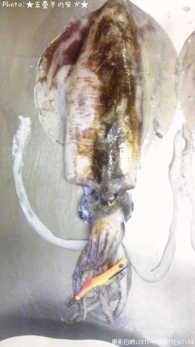 �����ꥤ��