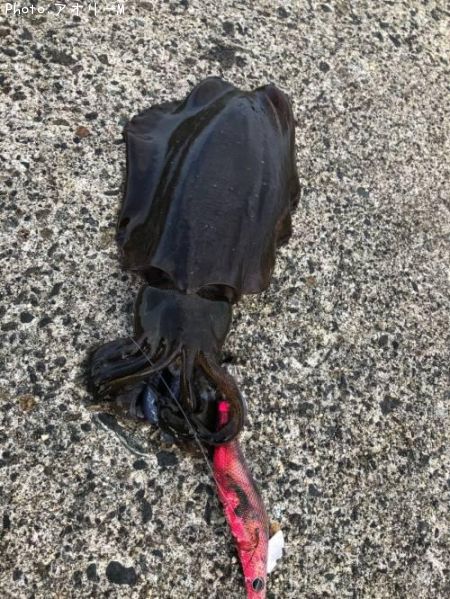 �����ꥤ��