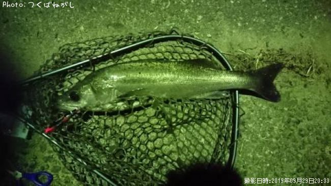 �����Х�