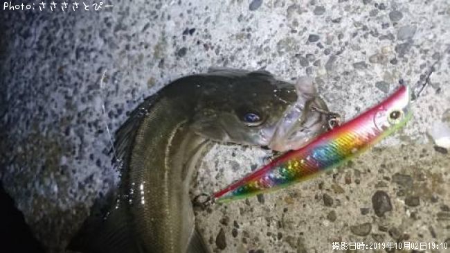 �����Х�