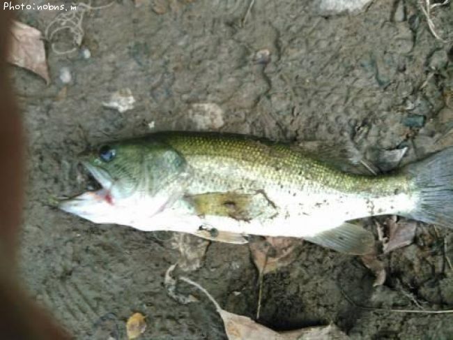 �֥�å��Х�