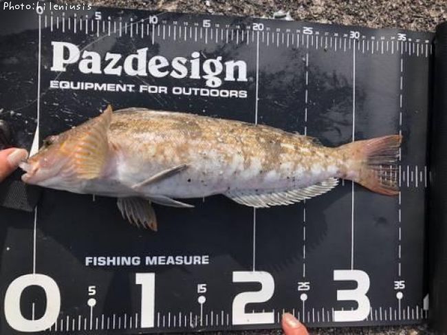 �����ʥ�