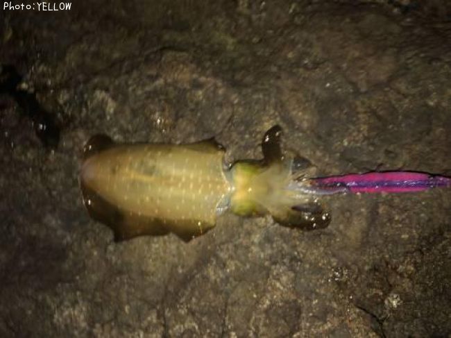 �����ꥤ��