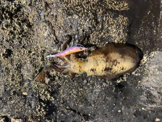 �����ꥤ��