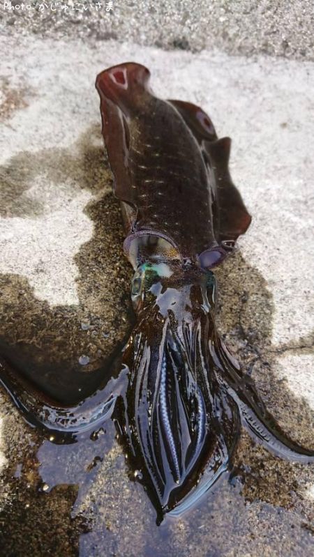 �����ꥤ��