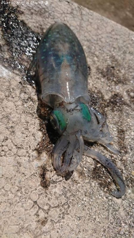 �����ꥤ��