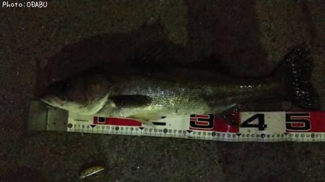 �����Х�