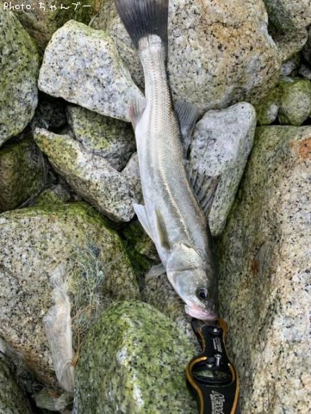 �����Х�