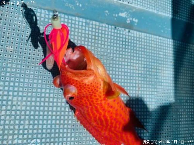 �ʥ����塼�ߡ��Х��ڥХ�ϥ���