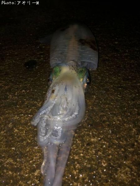 �����ꥤ��