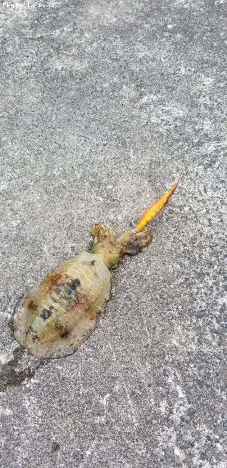 �����ꥤ��