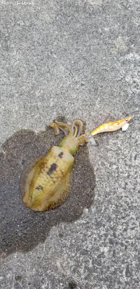 �����ꥤ��