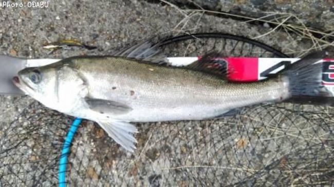 �����Х�