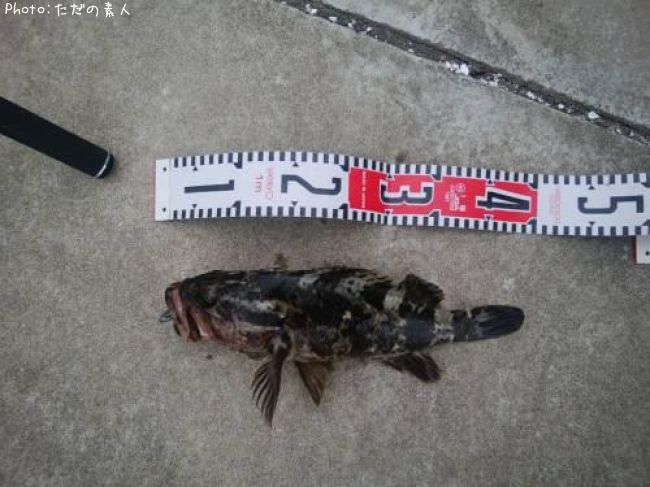 �٥å�������